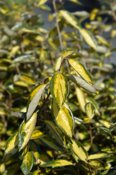 Φύλλα Ελιάς Λατινική Ονομασία Elaagnus Submacrophylla Limelight — Φωτογραφία Αρχείου