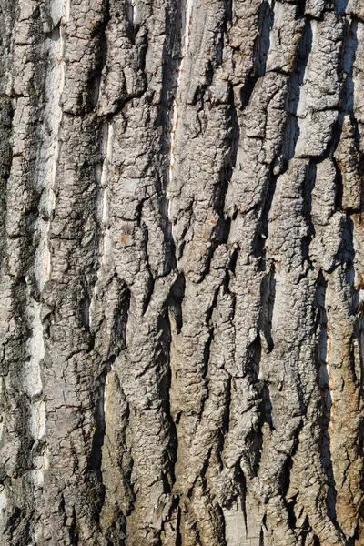 カナダのポプラの樹皮の詳細 ラテン名 Populus Canadensis — ストック写真