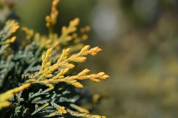 Leyland Cypress Castlewellan Gold Branch Latin Name Cuprocyparis Leylandii Castlewellan — 스톡 사진