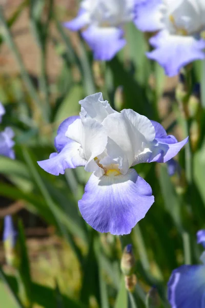 Bunga Mantle Berjenggot Tinggi Bunga Mantle Iris Barbata Elatior Fujis — Stok Foto