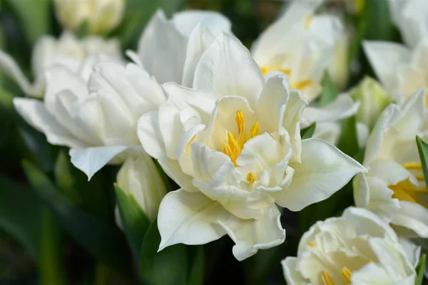 Murillo Tulip Белые Цветы Латинское Название Tulipa Murillo — стоковое фото