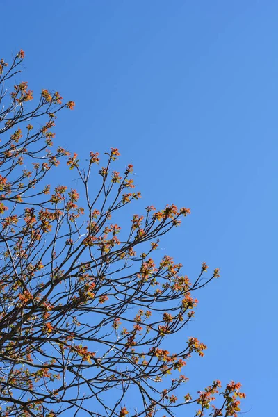 Arbre Des Branches Célestes Avec Nouvelles Feuilles Contre Ciel Bleu — Photo