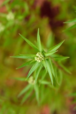Doğulu pentorum çiçekleri - Latince adı - Penthorum chinense