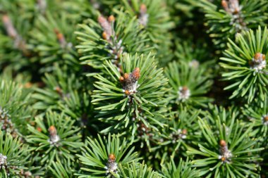 Dwarf mountain pine Mops - Latin name - Pinus mugo Mops