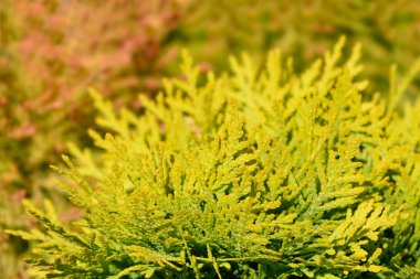 Arborvitae Mirjam dalı - Latince adı - Thuja occidentalis Mirjam