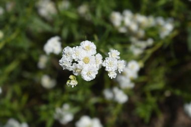 Sneezewort yarrow white flowers - Latin name - Achillea ptarmica