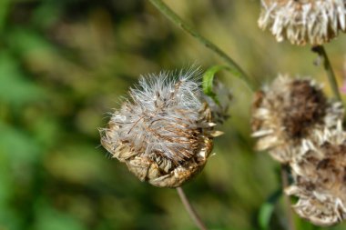 Straw flower hairy seed head - Latin name - Xerochrysum bracteatum