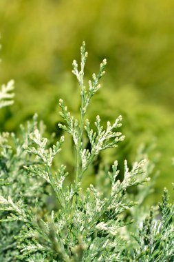 Lawsons Cypress İncisi Latince adı Chamaecyparis lawsoniana Pearly Girdabı