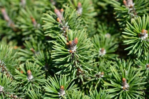 Dwarf Mountain Pine Mops Латинська Назва Pinus Mugo Mops — стокове фото