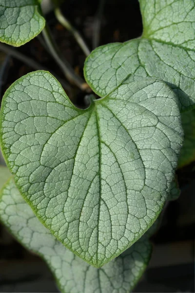 Largeleaf Brunnera Silver Heart Leaves Latin Name Brunnera Macrophylla Silver —  Fotos de Stock