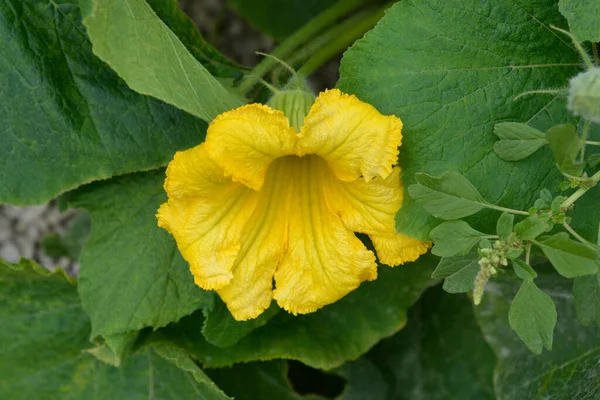 Γιγάντιο Λουλούδι Κολοκύθας Λατινική Ονομασία Cucurbita Maxima — Φωτογραφία Αρχείου
