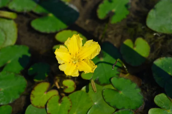 Gelbe Schwimmende Herzblume Lateinischer Name Nymphoides Peltata — Stockfoto