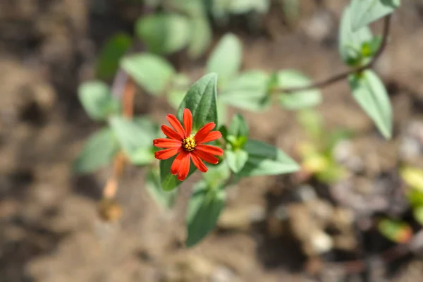 Zinnia Red Spider Flower Latin Name Zinnia Tenuifolia Red Spider — Stock Photo, Image