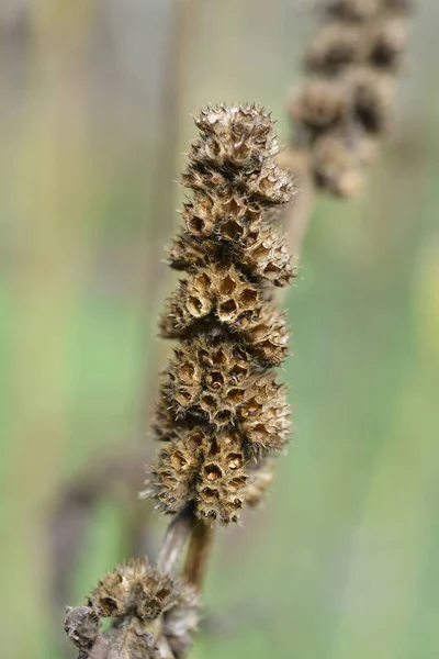 Gewone Heidepeul Latijnse Naam Stachys Officinalis — Stockfoto