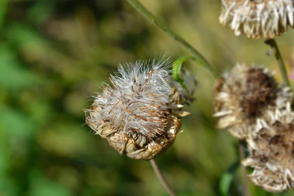 Straw Flower Hairy Seed Head Latin Name Xerochrysum Bracteatum — Stockfoto