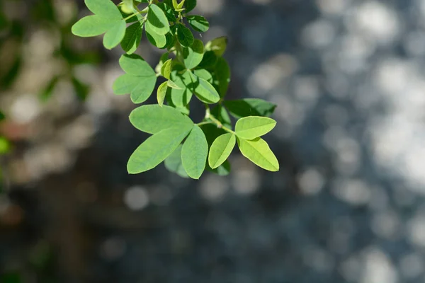 False Lupine Leaves Latin Name Thermopsis Lanceolata — 스톡 사진