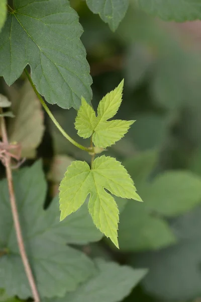 Common Hop Leaves Latin Name Humulus Lupulus — Stock Photo, Image