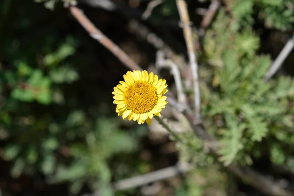 黄色のカモミールの花 ラテン語名 コタティントリア — ストック写真