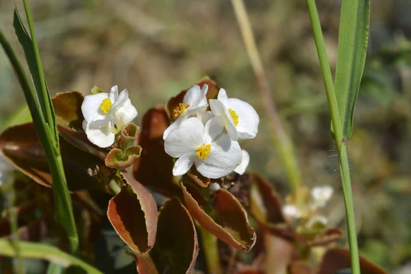 Восковая Бегония Белые Цветы Бронзовые Листья Латинское Название Begonia Semperflorens — стоковое фото