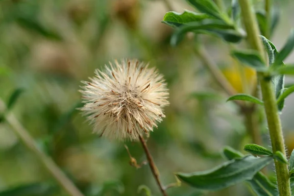 Lemonyellow False Goldenaster Seed Head Łacińska Nazwa Heterotheca Camporum Var — Zdjęcie stockowe