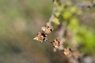 Shrubby Cinquefoil dry branch with seed heads - Latin name - Potentilla fruticosa