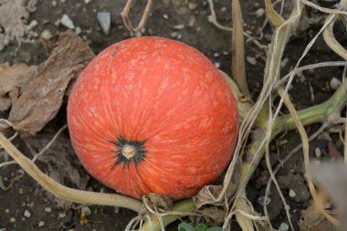 Dev kabak meyvesi - Latince adı - Cucurbita maxima