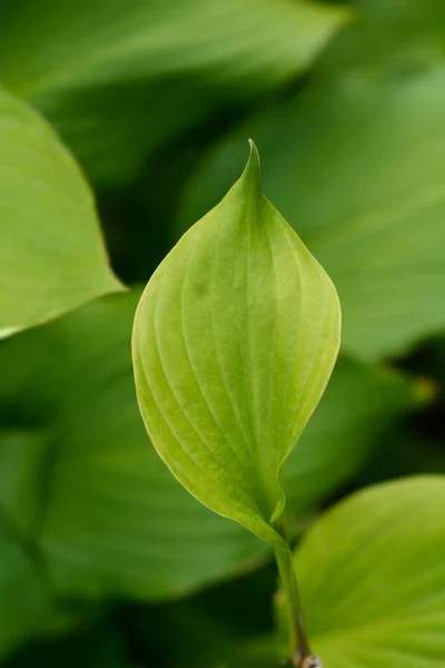 Liście Lilii Plantacyjnej Łacińska Nazwa Hybryda Hosta — Zdjęcie stockowe