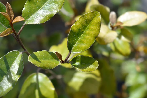 Ebbinges Silverberry Leaves Latin Name Elaeagnus Submacrophylla — Stock Photo, Image