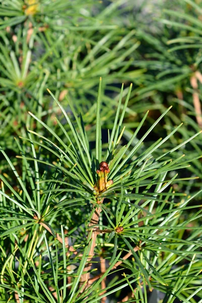 Japanese Umbrella Pine Branch Latin Name Sciadopitys Verticillata — Stock Photo, Image