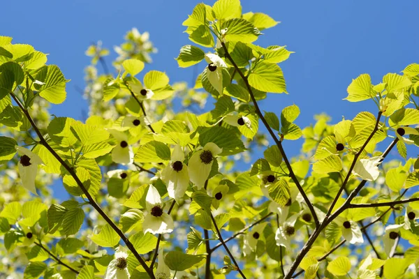 Handkerchief Tree Branch Flowers Blue Sky Latin Name Davidia Involucrata — Stock Photo, Image