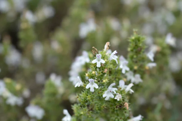 Mountain Savory Small Flowers Latin Name Satureja Montana — Stock Photo, Image