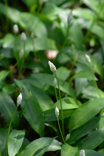 Wild Garlic White Flower Buds Latin Name Allium Ursinum — 스톡 사진