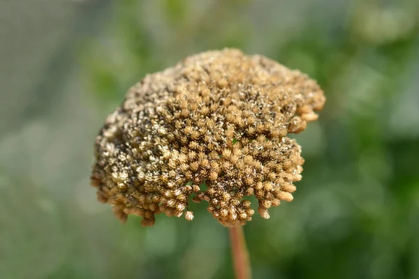 Cabeza Semilla Milenrama Nombre Latino Achillea Filipendulina —  Fotos de Stock