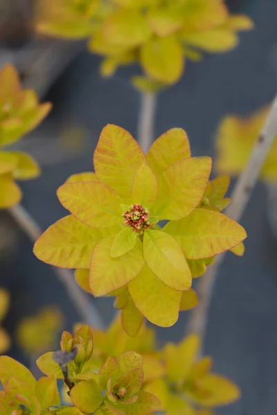 Smoke tree Golden Spirit new leaves and flower buds - Latin name - Cotinus coggygria Golden Spirit