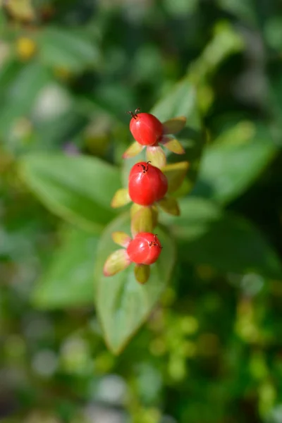 Johns Wort Miracle Attraction Red Berries Латинское Название Hypericum Miracle — стоковое фото