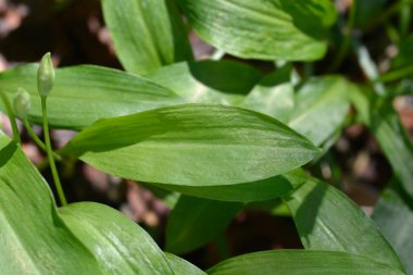 Vahşi sarımsak yaprakları - Latince adı - Allium ursinum