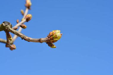 Red horse chestnut branch with buds against blue sky - Latin name - Aesculus x carnea