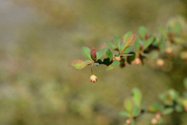 Japanese barberry branch with leaves and flower buds - Latin name - Berberis thunbergii