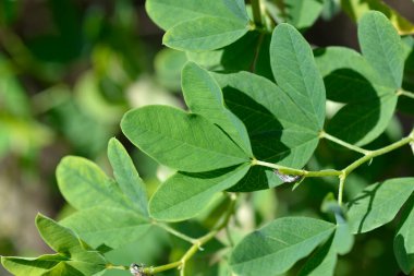 Sahte lupin yaprakları - Latince adı - Thermopsis lanceolata