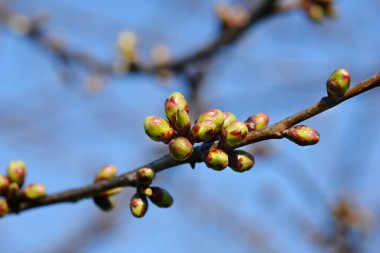 Mavi gökyüzüne karşı tomurcukları olan tatlı kiraz dalı Latince adı Prunus avium