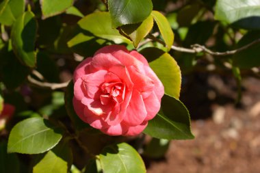 Kamelya çiçeği - Latince adı - Kamelya japonica