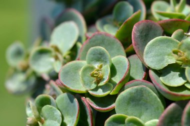 Japanese Stonecrop leaves - Latin name - Sedum makinoi