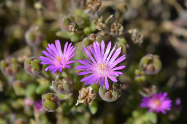 Sutherland Hardy Buz Bitkisi pembe çiçek - Latince adı Delosperma sutherlandii
