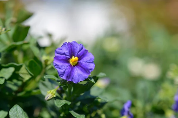 Flores Arbusto Batata Azul Nome Latino Lycianthes Rantonnetii — Fotografia de Stock