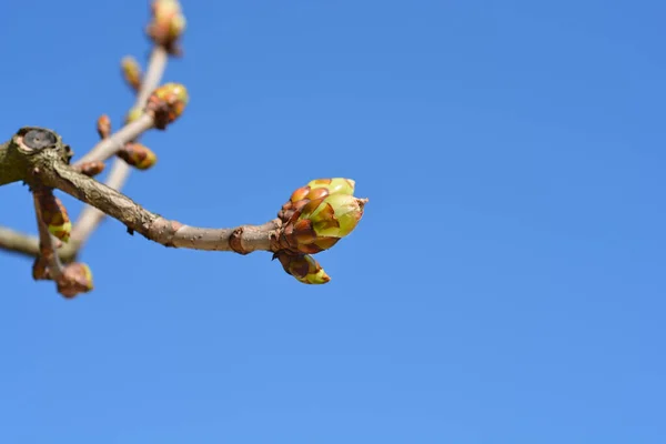 Red Horse Chestnut Branch Buds Blue Sky Latin Name Aesculus — Zdjęcie stockowe