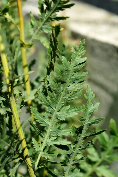 Yarrow Zelené Listy Latinské Jméno Achillea Filipendulina — Stock fotografie