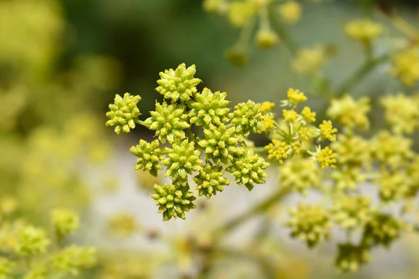 Lovage Yellow Flowers Latin Name Levisticum Officinale — Stock Photo, Image
