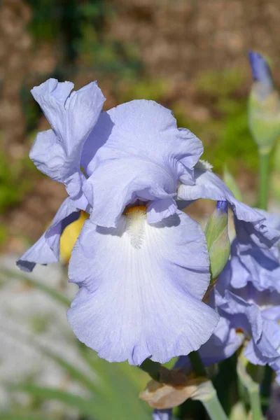 Tall Bearded Iris Eleanors Pride Flower Latin Name Iris Barbata — 스톡 사진