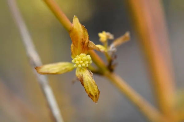 Dogwood Winter Beauty Flower Buds Latin Name Cornus Sanguinea Winter — 스톡 사진