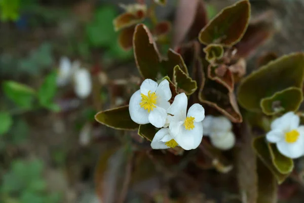 Wosk Begonia Białe Kwiaty Liście Brązu Łacińska Nazwa Begonia Semperflorens — Zdjęcie stockowe